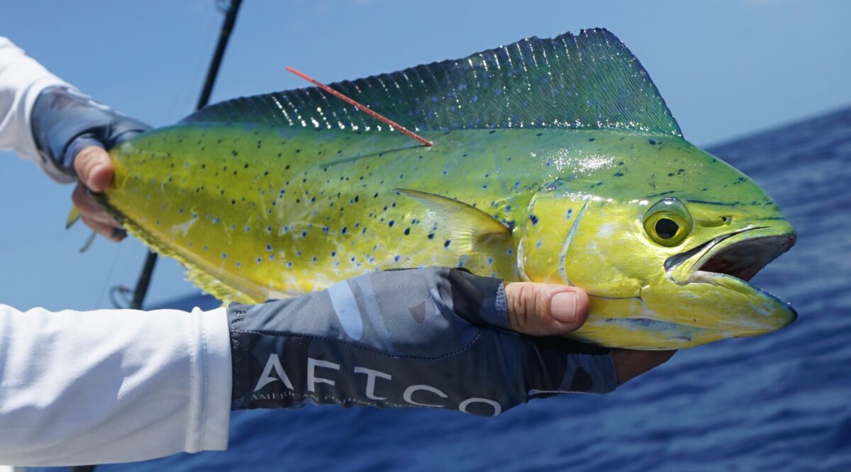 A large mahi fish being held by two hands, showing the satellite tag sticking out of its side