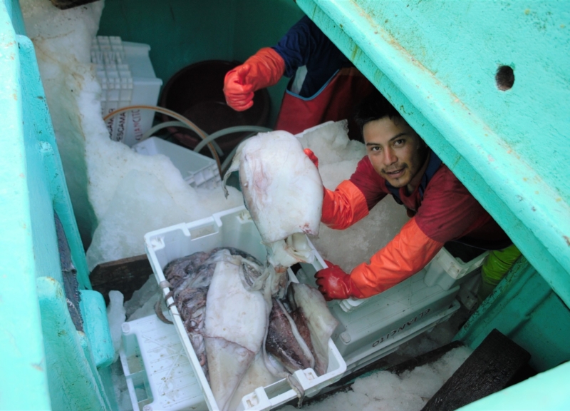 Peru jumbo flying squid fishing
