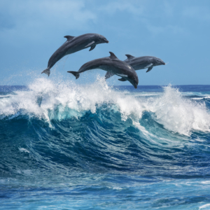 https://sustainablefish.org/wp-content/uploads/2025/10/RS1457_AdobeStock_118083214-scaled-aspect-ratio-300-300.jpeg