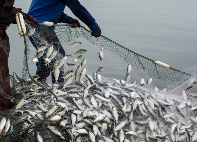 fisherman catching fish in net on boat