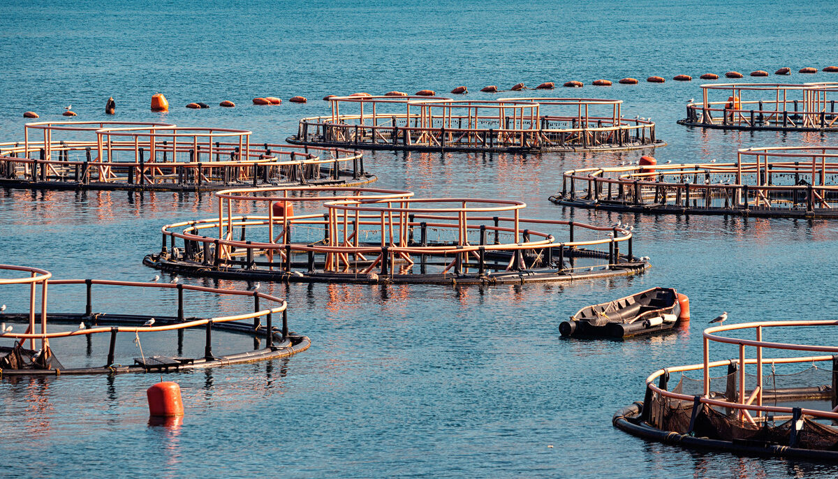 Round aquaculture pens in the open water