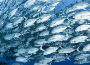 Un banc de thons nageant dans l'océan