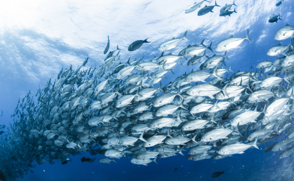 A large school of shiny silver bigeye tuna swimming in the sea