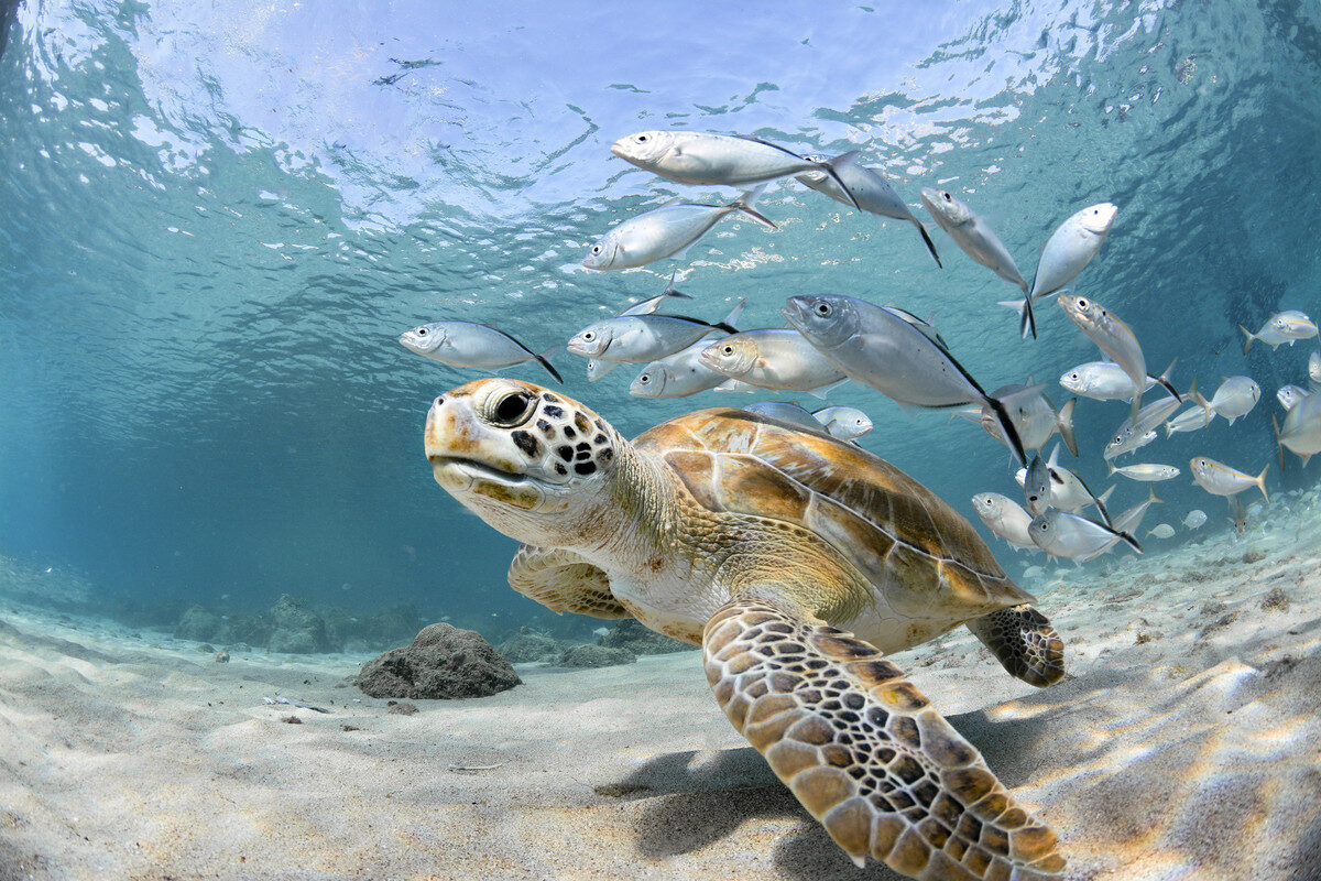 A sea turtle swimming in a school of small white fish