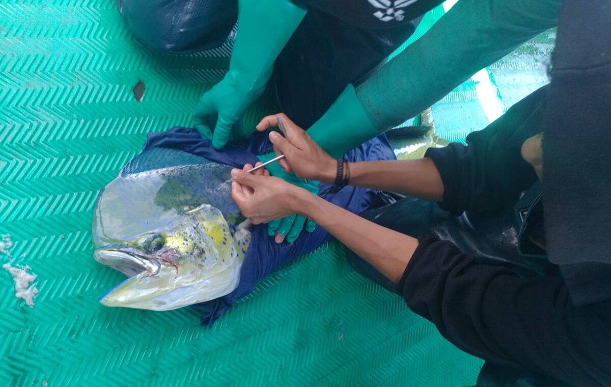 A mahi fish on a green boat deck, being tagged for study
