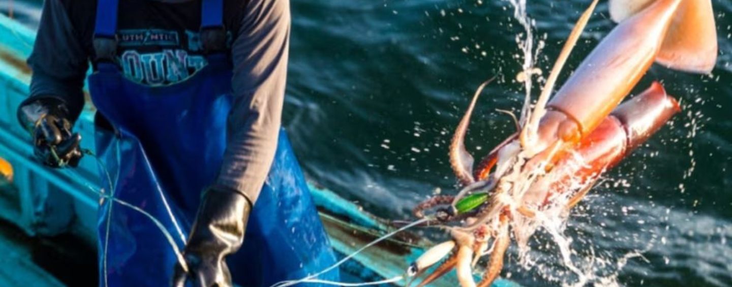 Peru Jumbo Flying Squid