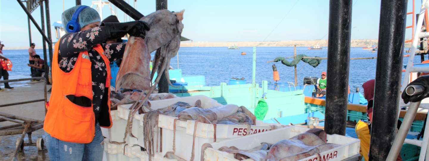 Peru jumbo flying squid fishing