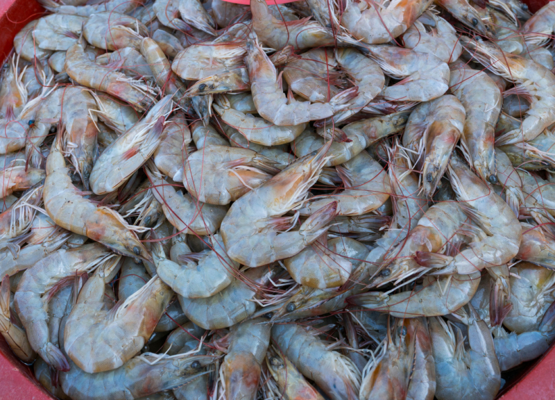 Fresh shrimp being scooped out of a pink barrel in a market in Mexico