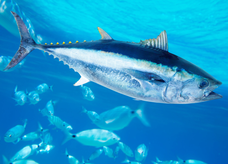 blue fin tuna
