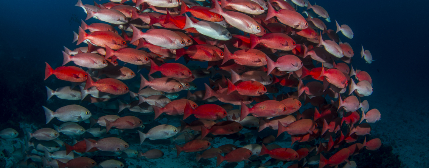 A school of bright red fish against a deep blue ocean background