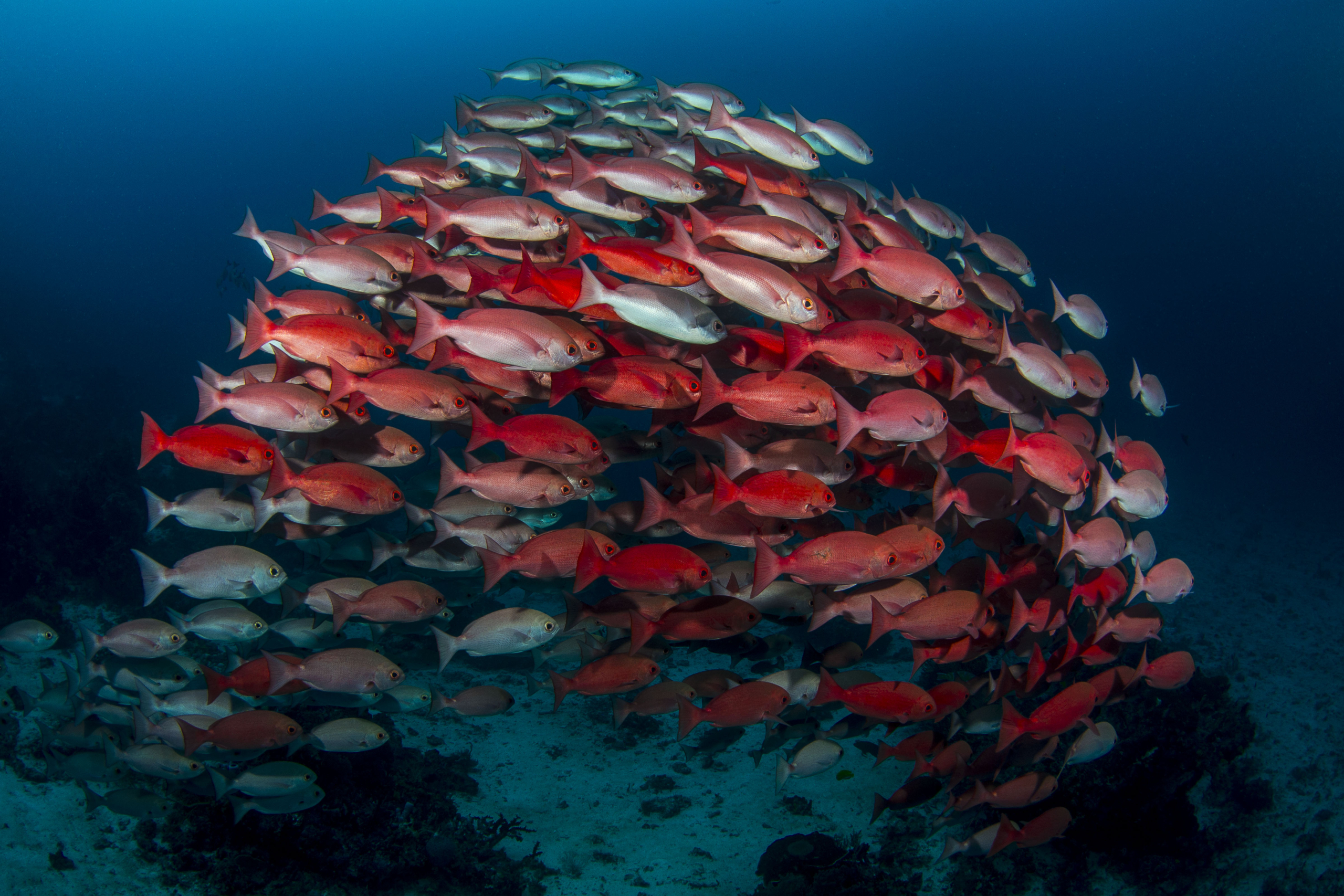 A school of bright red fish against a deep blue ocean background