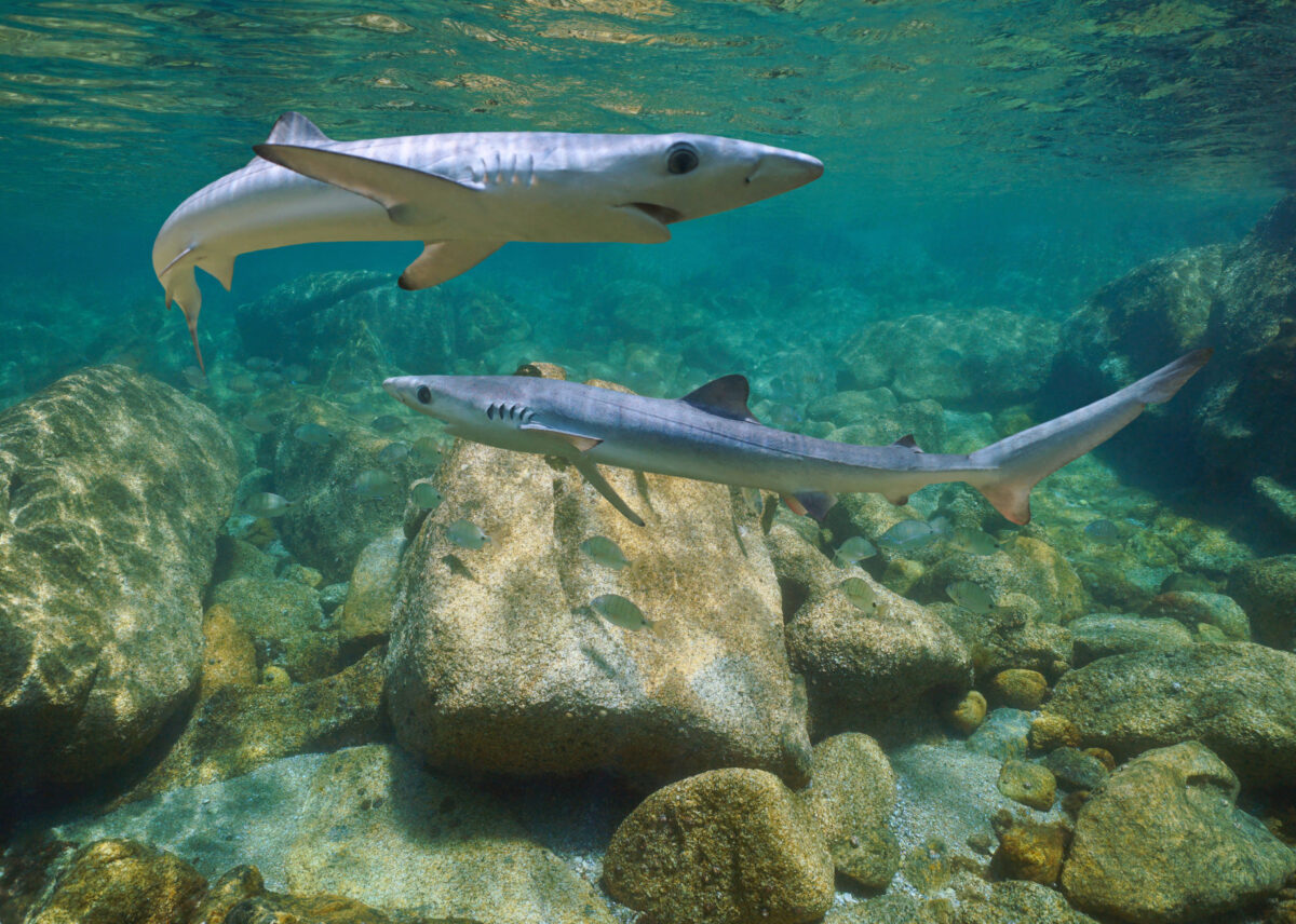 Two young blue sharks swimming underwater
