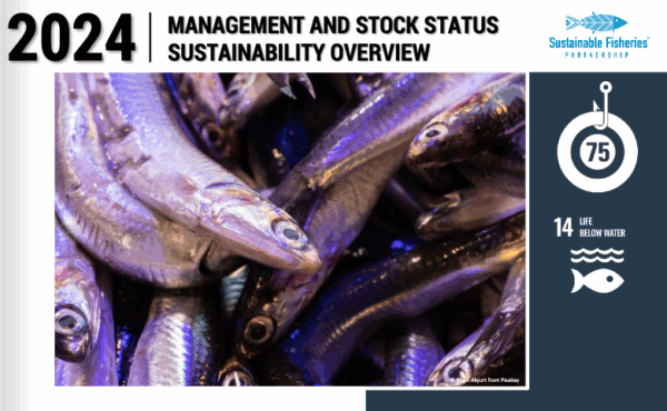 Screenshot of the front cover of SFP's 2024 Management and Stock Status Sustainability Overview of Reduction Fisheries, with a photo of small fish, the SFP logo, the T75 logo and the UN SDG 14 Life Below Water logo