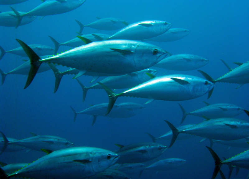 School of tuna swimming in a tuna trap