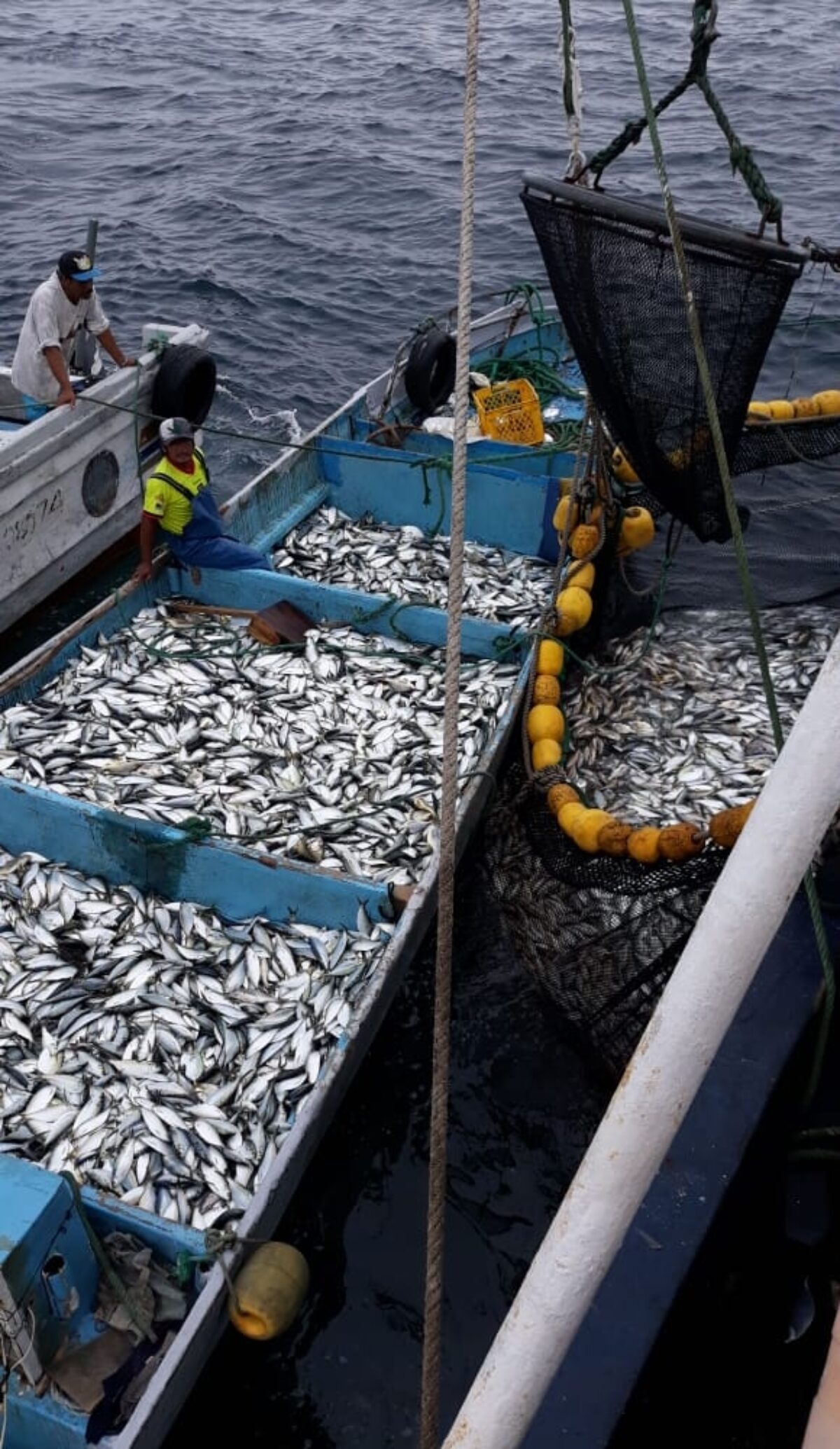 A small boat pulled alongside a larger boat in the water, filled to the brim with small fish