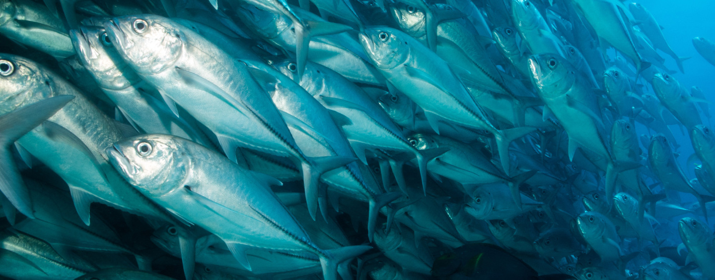 School of silvery fish swimming underwater