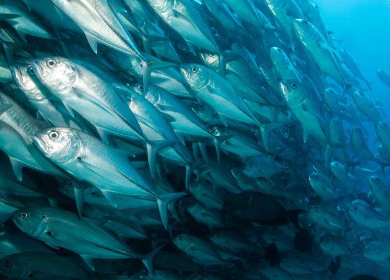 School of silvery fish swimming underwater