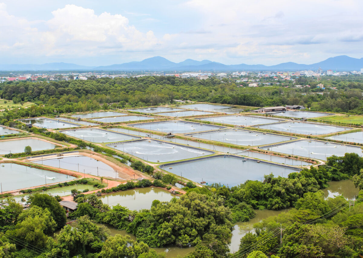 Shrimp farming in Thailand