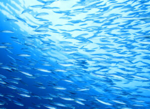 Un grand banc de maquereaux, photographié depuis le dessous, regardant vers la surface de l'eau où brille la lumière du soleil.