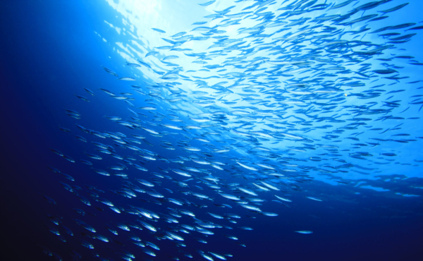 A large school of mackerel, shot from below, looking up at the surface of the water with sunlight shining through
