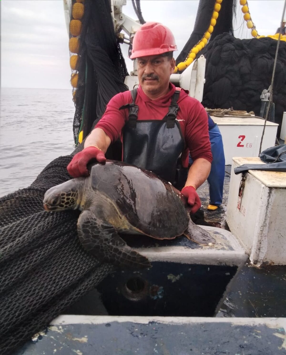 A fisherman holding a large sea turtle, about to release it to the sea