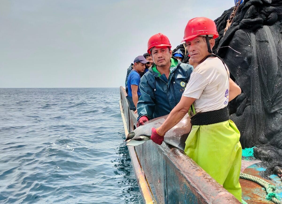 Two fishers holding a ray over the side of a boat, about to release it back into the sea