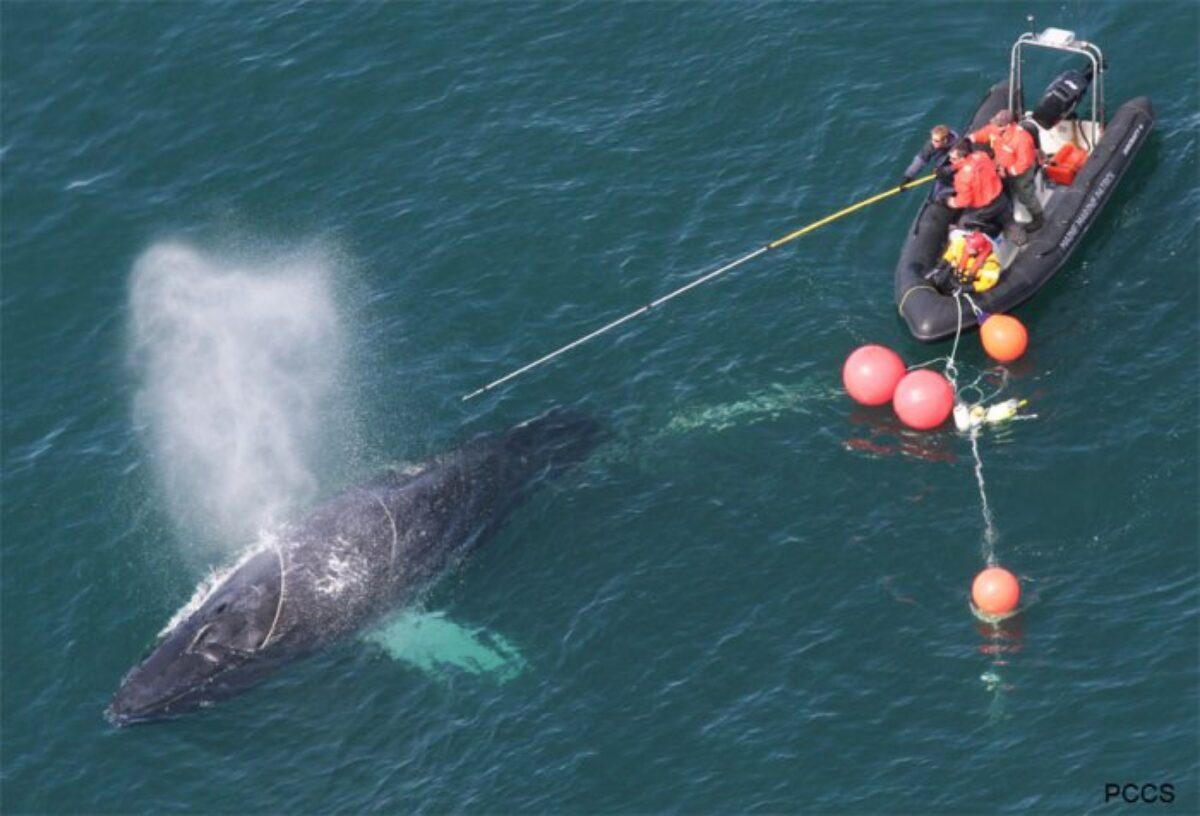 A small boat working to disentangle a whale from a fishing net