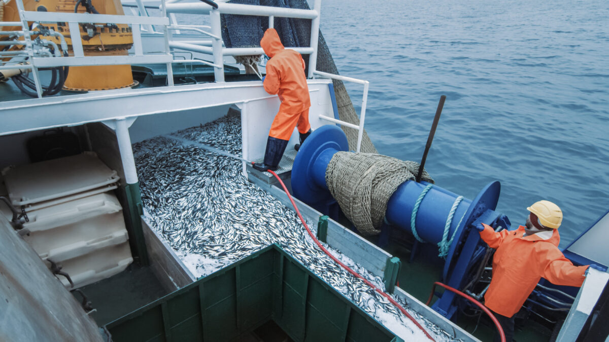 Two fishermen in orange rain jackets hauling silvery fish aboard a commercial fishing ship with an open trawl net
