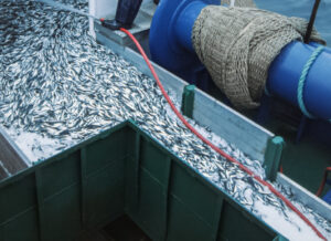 Pêcheurs transportant une importante cargaison de poissons à bord d'un navire