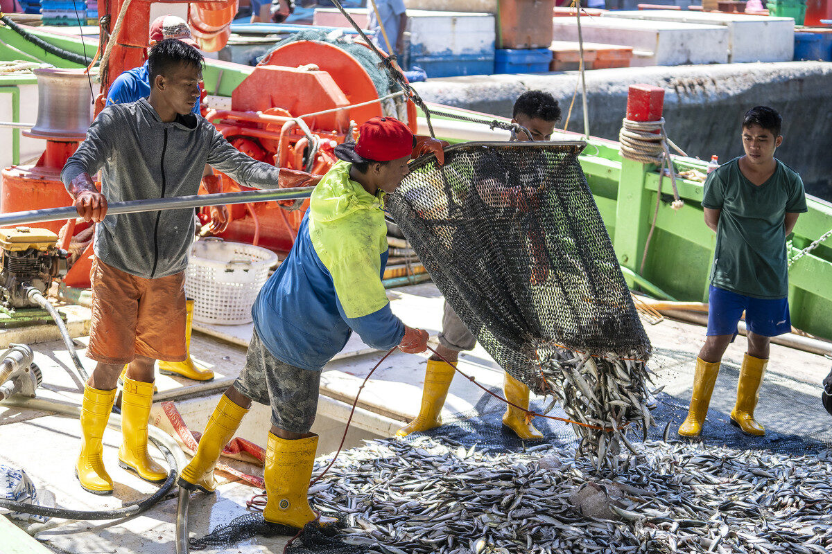 Fishermen dumping fish from a net onto the deck of a boat