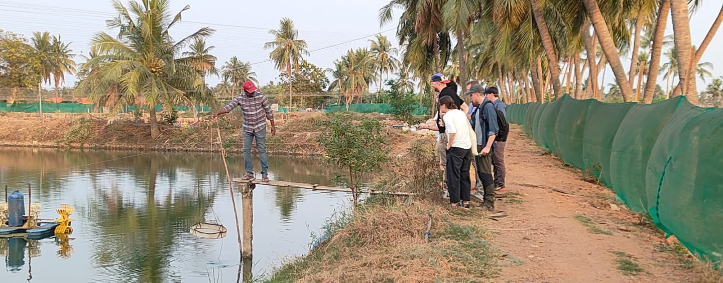 Several people standing on the edge of a shrimp pond in India
