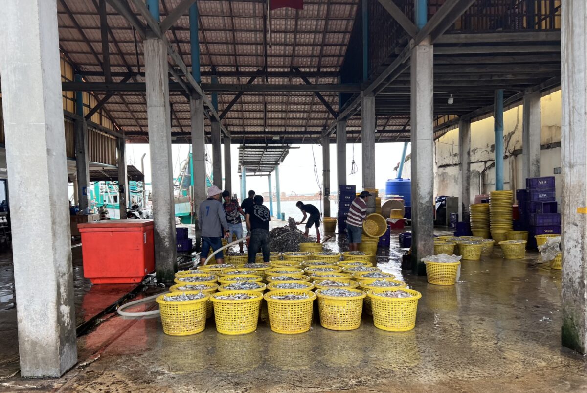 Landing site for small pelagic fish for fish sauce in Cambodia, showing rows of yellow baskets full of fish
