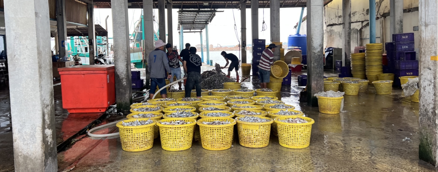 Landing site for small pelagic fish for fish sauce in Cambodia, showing rows of yellow baskets full of fish