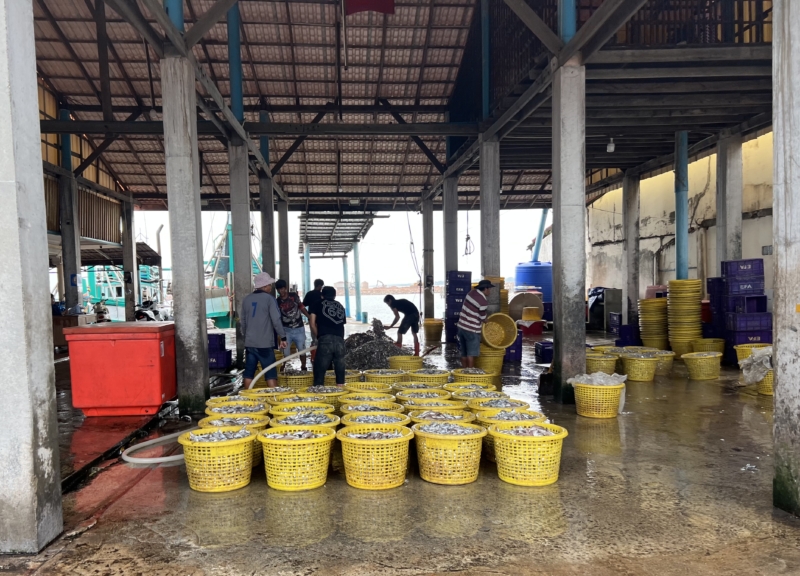Landing site for small pelagic fish for fish sauce in Cambodia, showing rows of yellow baskets full of fish