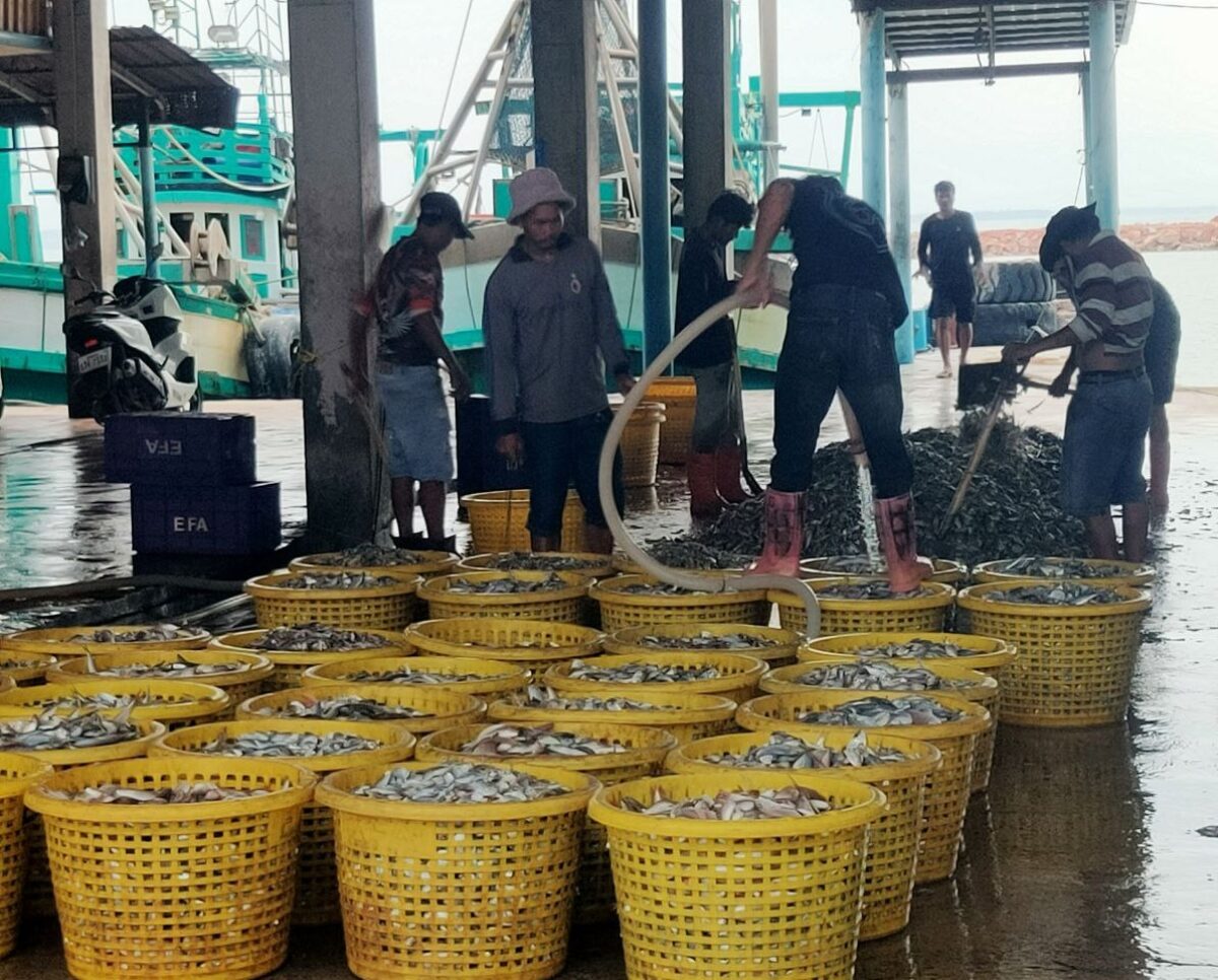 workers loading fish into yellow plastic baskets