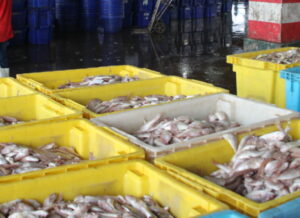 Fish landing site in Thailand with rows of yellow crates full of fish