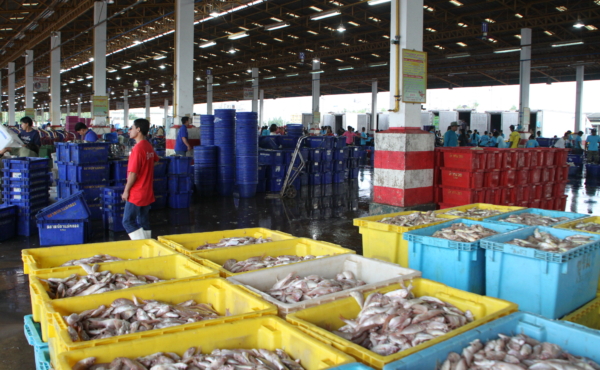 Fish landing site in Thailand with rows of yellow crates full of fish