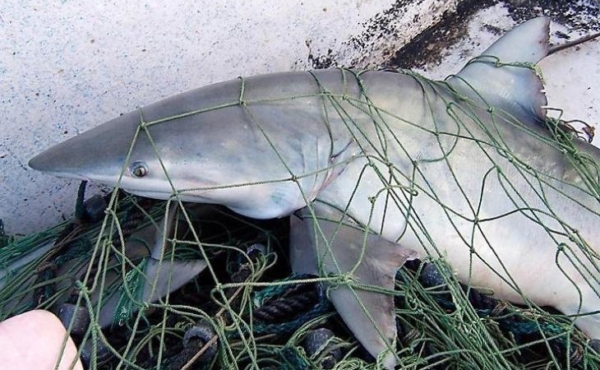 shark caught in a net