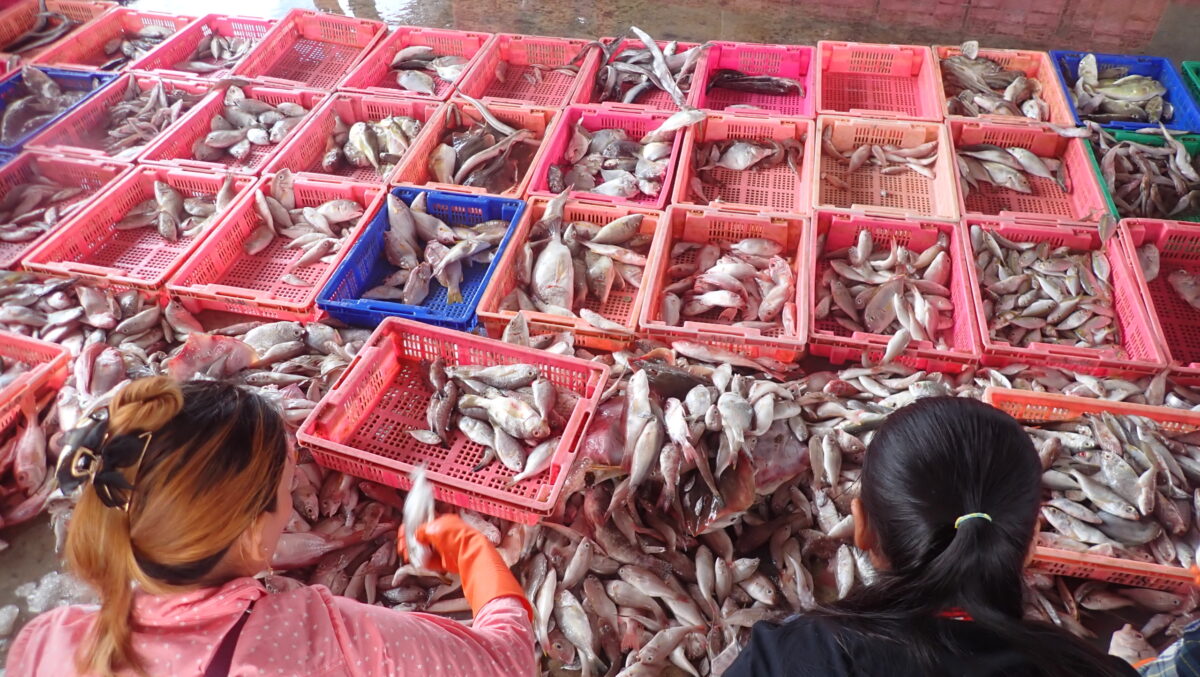 Rows of pink crates holding fish at a fish landing spot in the Gulf of Thailand