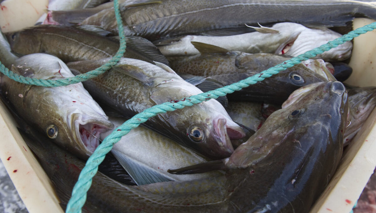 Cod in a basket