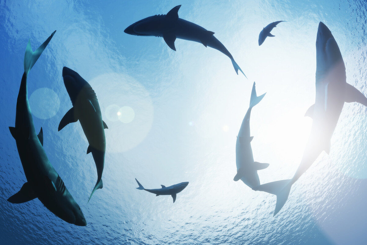 Group of sharks swimming in a circle, as seen from below