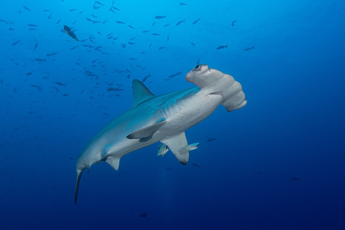 Hammerhead shark surrounded by small fish, as seen from below in the water