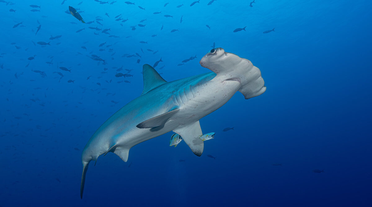 Hammerhead shark surrounded by small fish, as seen from below in the water
