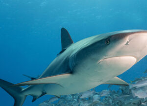 Shark swimming above a large school of fish