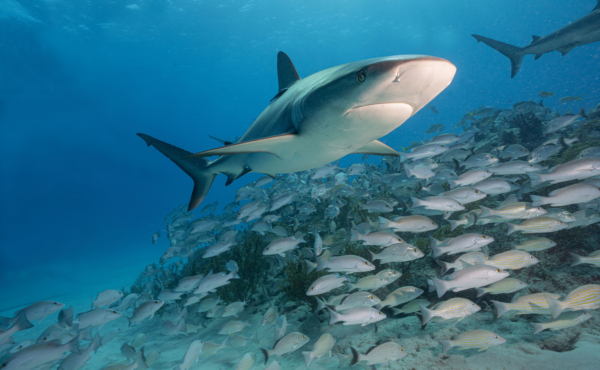 Shark swimming above a large school of fish