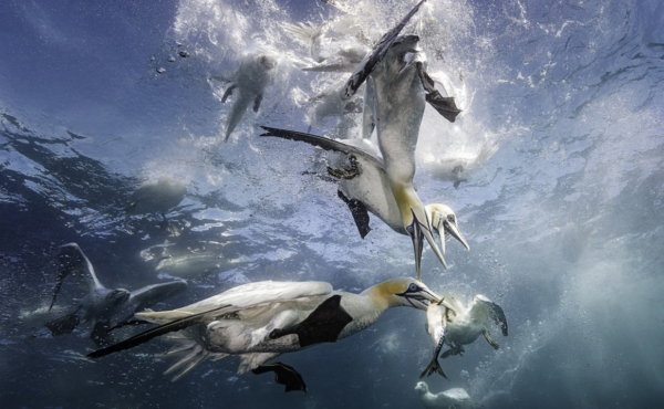 Seabirds diving for fish