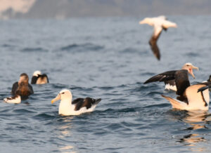 several different kinds of seabirds swimming on the surface of the ocean
