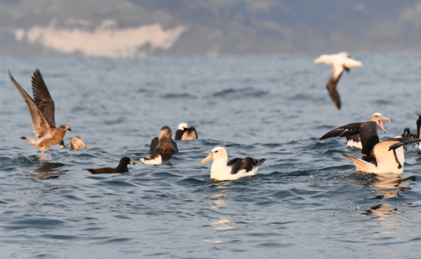several different kinds of seabirds swimming on the surface of the ocean
