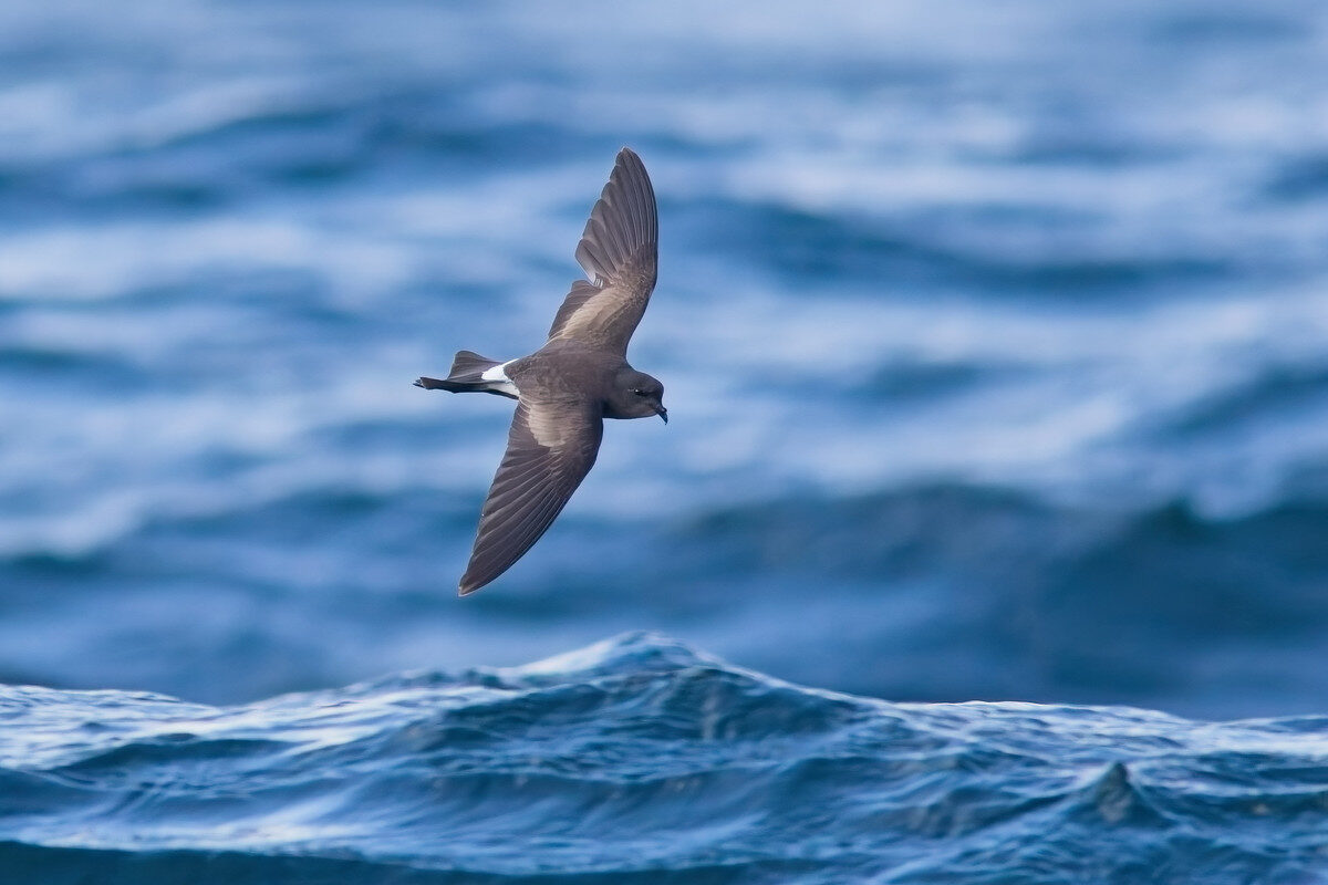 A small, dark grey petrel flying above the surface of the ocean