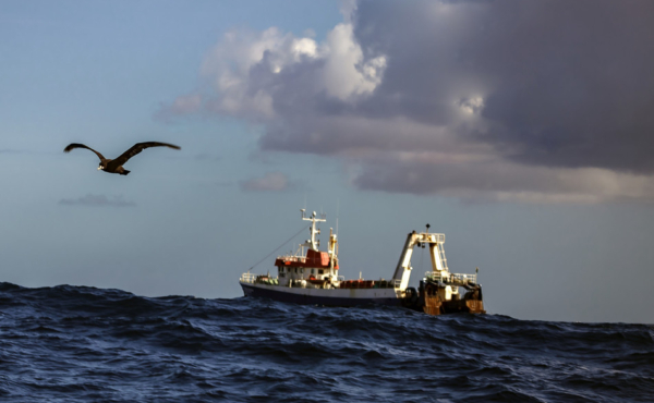 Fishing boat on the open sea, with a seabird flying in front of it